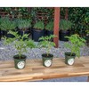 3 Citronella Plants, Mosquito Plants, 4” Nursery Pots, Live Plant