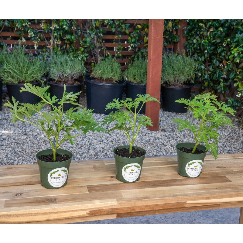 3 Citronella Plants, Mosquito Plants, 4” Nursery Pots, Live Plant