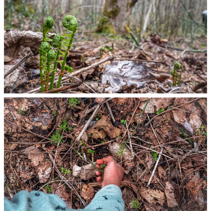 Wild Pickled Fiddleheads - Original - (Garlic + Bay Leaf,