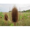 Common Teasel Dipsacus Fullonum Flower (50) Seeds