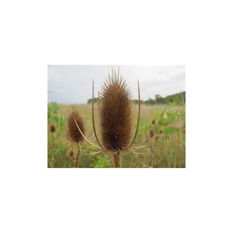 Common Teasel Dipsacus Fullonum Flower (50) Seeds