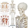 Buddy the Budget Skeleton-1021930 - Human Skeleton Anatomical Model -