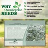 Outsidepride 50 Seeds Perennial Eucalyptus Silver Dollar Tree Seeds for
