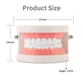 Dental Adult Standard Teeth Model, Typodont Demonstration Denture Model|Mouth Teeth Model Dental Supplies for Kids, Dentist Students, Patient, Teaching, Studying, Displaying, Educating