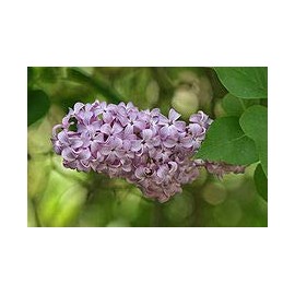 Grower's Solution Common Lilac Bush/Shrub - Bare Root Healthy Plant