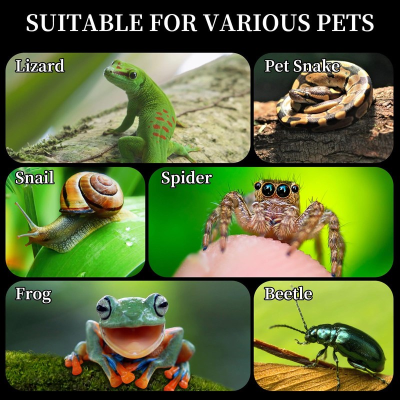 Acrylic Jumping Spider Habitat, Reptile Terrarium Easy Assembly, Bug Enclosure,