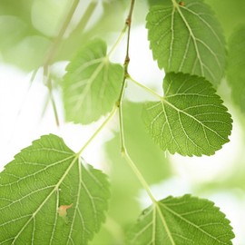 [Cham Goods] Domestic mulberry leaf powder 500g 3 packs / [참굿즈] 국산 뽕잎 분말 가루 500g 3팩