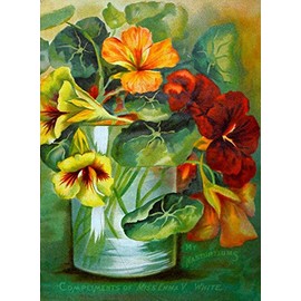 Historic Pictoric Choice Flower Seeds /.Minneapolis :Emma V. White. - Vintage Print Reproduction 450826