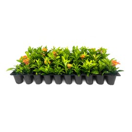 Ixora Dwarf Carmen | 3 Live Plants | Ixora Coccinea 'Dwarf' | Flowering Shrub | Tropical Garden Plants