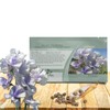 Outsidepride Bicolor Blue Ripple Sweet Pea Seeds - 100 Pcs