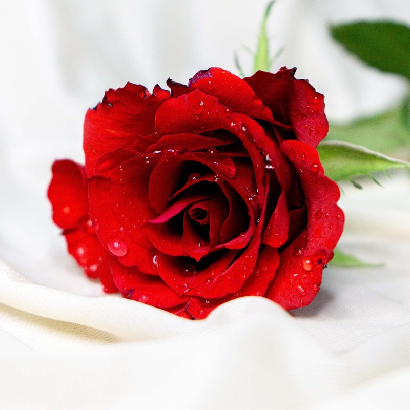 By Aurora UK, Black Pomegranate, Vanilla & Anise, Red Rose,