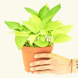Neon Pothos - Epipremnum aureum | Live, Easy Houseplant (6" Wide Pot)