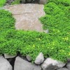 Outsidepride Green Carpet Herniaria Glabra Seeds - 10,000 Pcs Perennial,