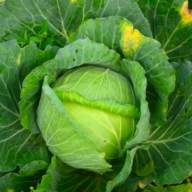 Cabbage Seeds - Glory of Enkhuizen - 1 Oz ~6,500 Seeds - Brassica oleracea VAR. capitata - Farm & Garden Vegetable Gardening & Microgreens Seeds - Non-GMO, Heirloom, Open Pollinated, Annual