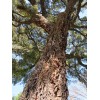 The Jonsteen Company Cork Oak | Medium Tree Seedling |