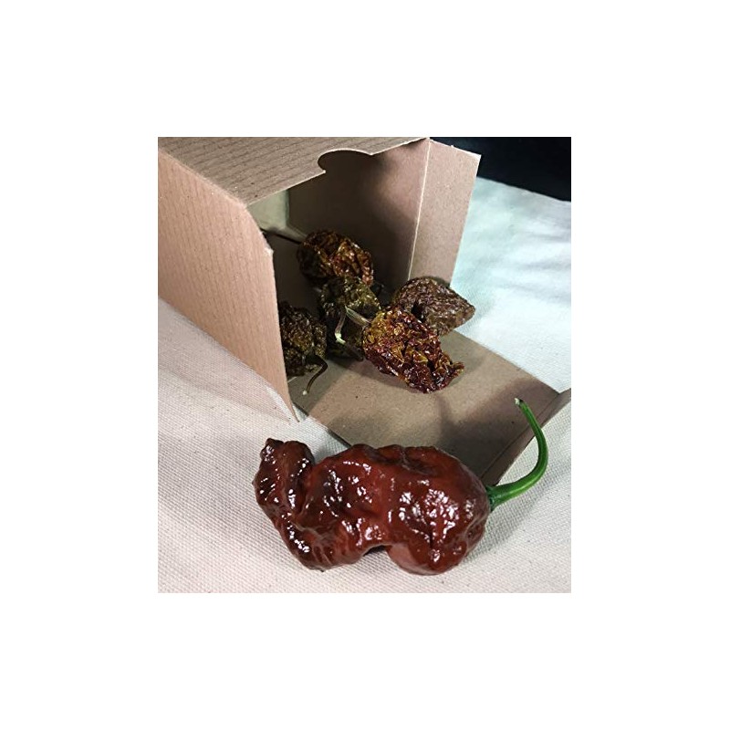 Chocolate Bhutlah Ultra Hot Pepper Dried Whole Pods 5 Pack