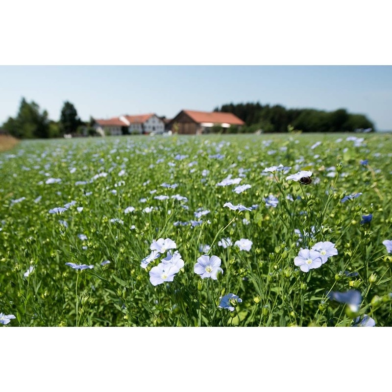 Chiemgaukorn Organic Linseed Oil 250 ml