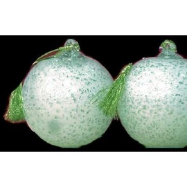 None Lenox Art Glass Silver/Gold/White Holiday Ornaments Set of 3