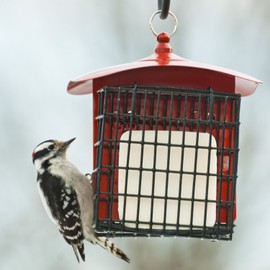 Audubon Double Suet Metal Feeder Model NA19643