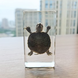 FlyingBean Real Turtle Specimens in Resin Paperweight Crafts, Animal Taxidermy Collection for Science Education & Desk Ornament (Brazil Tortoise), 73 x 41 x 24mm (2.9 x 1.6 x 0.9 inch) (FBBF-02)