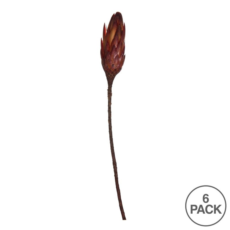 Vickerman 14" Red Repens on a Natural Stem. Includes 6