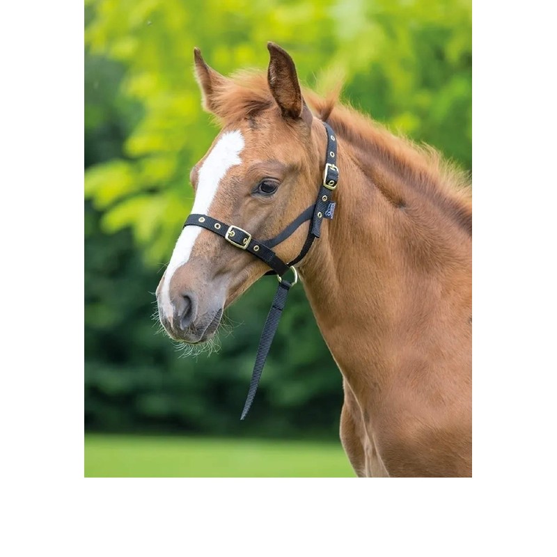 Shires Nylon Foal Slip: Navy Blue