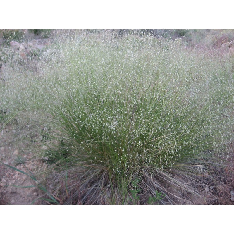 500 Indian Rice Grass Seeds 1.75 Grams Ornamental Native Montina
