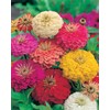 Mr Fothergill's 16626 Flower Seeds, Zinnia Early Wonder Mixed