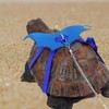 Turtle Harness and Leash with Wings- Harness Strap Chest Collar