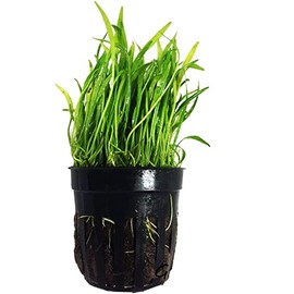 Foreground Potted Live Aquarium Plants | Freshwater Aquatic Plants for Aquariums (Potted Microsword)