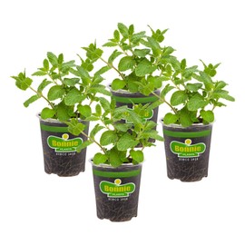 Bonnie Plants Sweet Mint Live Edible Aromatic Herb Plant - 4 Pack, Easy To Grow, Non-GMO, Perennial In Zones 5 to 11, Used In Teas & Other Beverages, Salads, Garnish, Jelly & Desserts