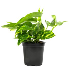 Altman Plants Golden Pothos Plant Live House Plant Live Plants, Trailing Plants Live Houseplants, Golden Pothos Live Plant Houseplant, Live Pothos Devils Ivy Live Plant Vine Money Plant Indoor Plants