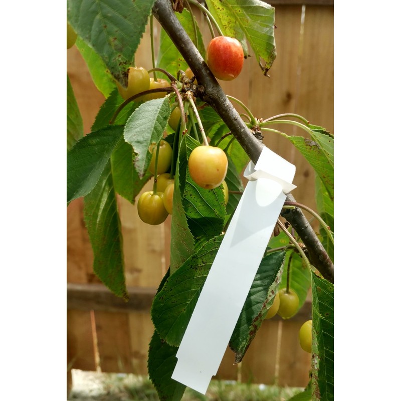 Dmarketline 1000 White WRAP Around Plastic Thermal Plant Labels 7"