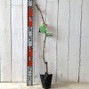 Shine Muscat (PVP) Grape Seedling, 4.7 inches (12 cm) Pot