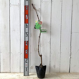 Shine Muscat (PVP) Grape Seedling, 4.7 inches (12 cm) Pot Seedling, Grape, Registered Varieties