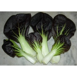 PAK Choi~dark Purple Leaf Pak Choi Non-heading Leaf Chinese Cabbage~300 Seeds