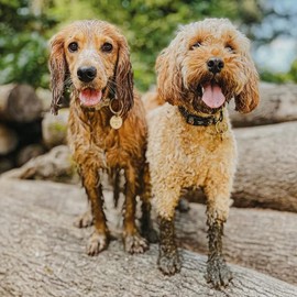 Abacus Cards Male/Female General Greeting Card - Muddy Cocker Spaniel And Cockapoo Suitable for Birthdays Other Occasions The BBC Countryfile Range, Brown Orange Tan Green Cream, 160 x 160mm, 13237