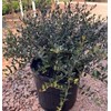 Ilex vomitoria 'Dwarf Yaupon' Holly 'Schillings' 3 Gallon
