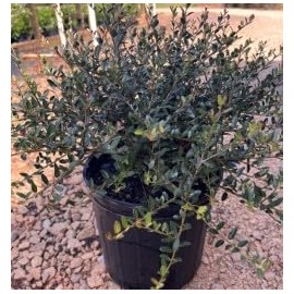 Ilex vomitoria 'Dwarf Yaupon' Holly 'Schillings' 3 Gallon