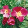 Outsidepride Poppy California Purple Gleam - 5000 Seeds