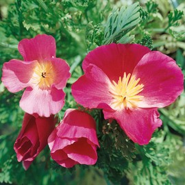 Outsidepride Poppy California Purple Gleam - 5000 Seeds