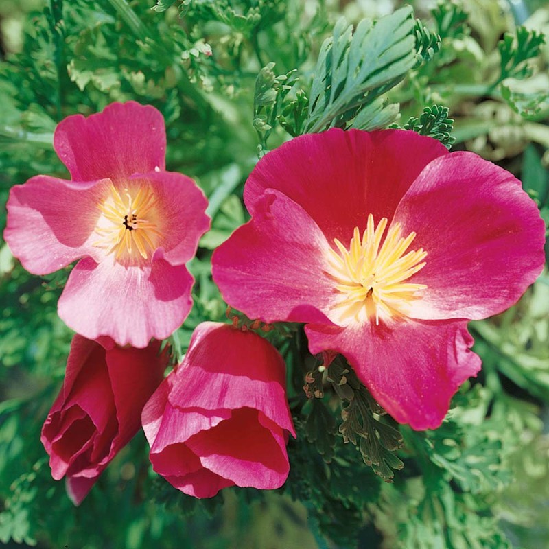 Outsidepride Poppy California Purple Gleam - 5000 Seeds