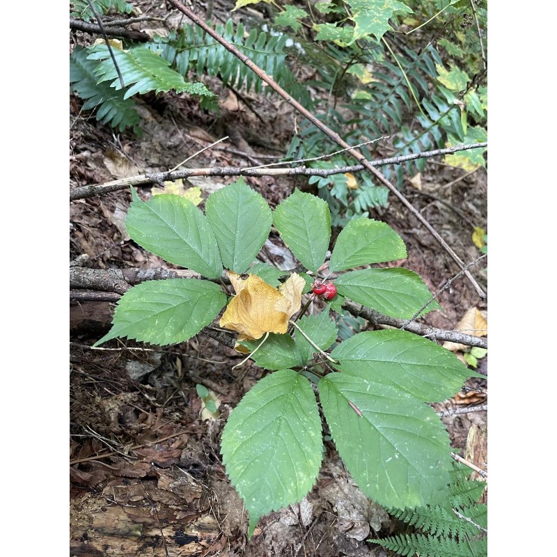 Wild American Ginseng Leaf Extract 1Fl Oz Dropper Bottle