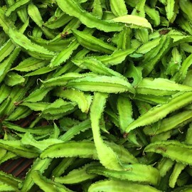 Palm Beach Medicinal Herbs - Asian Winged Bean (Psophocarpus tetragonolobus) - Packet of 10 Seeds