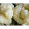 Kefir Grains - Living Probiotic Enriched "As seen on TV"