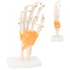 Human Hand Model Hand Joint Display Model for Patient Training