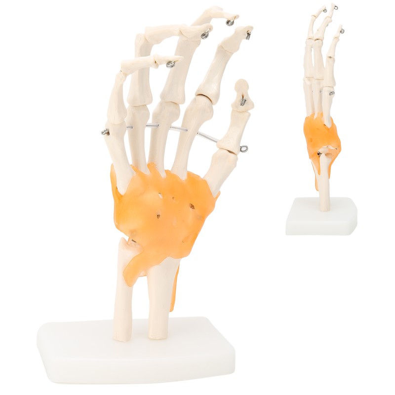 Human Hand Model Hand Joint Display Model for Patient Training
