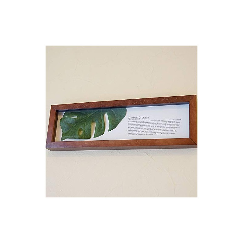 Leaf Panel Monstera II Plaque Horizontal (Brown) Leaf Frame Panel