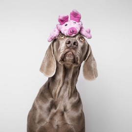 Stuffed Dog GLORIA - Size 32 cm - Teddy DogMonsters Pig - Dog Toy - Plush with Sound - soft texture - Highly resistant - With hollow interior Bottle - Color Pink