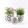 Sill and Sage Glossy Dot Pots, Black/White, Medium